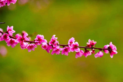 İznik Ovası’nda bahar şöleni : Şeftali bahçeleri kartpostallık görüntüler oluşturdu