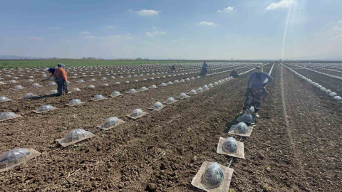 Karacabey Ovası’nda turfanda karpuz ekimi başladı