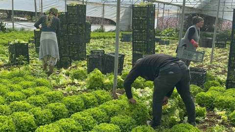 Geçen sene zararıyla ağlatan ’kıvırcık’ bu yıl güldürdü